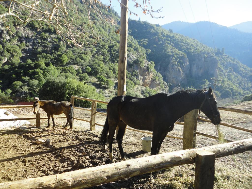 Faraggi Guesthouse Kalavryta Quarto foto